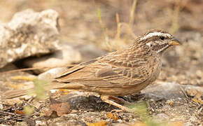 Cinnamon-breasted Bunting