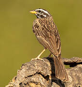 Cinnamon-breasted Bunting