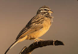 Cinnamon-breasted Bunting