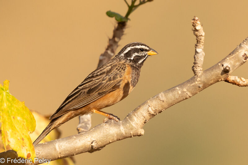 Cinnamon-breasted Bunting