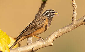 Cinnamon-breasted Bunting