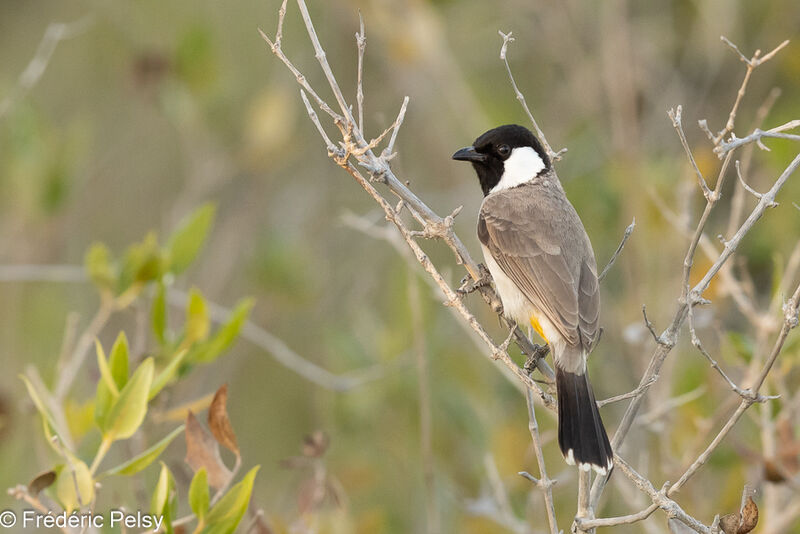 Bulbul à oreillons blancs