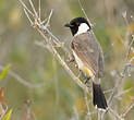 Bulbul à oreillons blancs