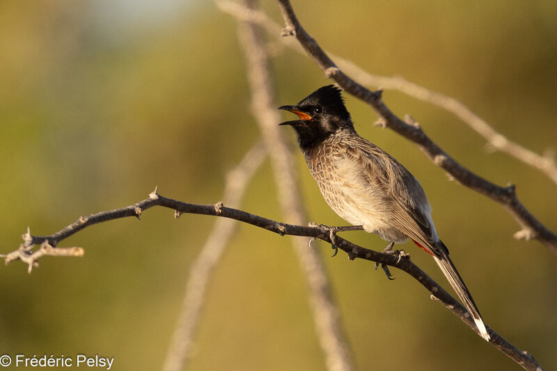 Bulbul à ventre rouge