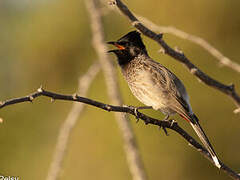 Red-vented Bulbul