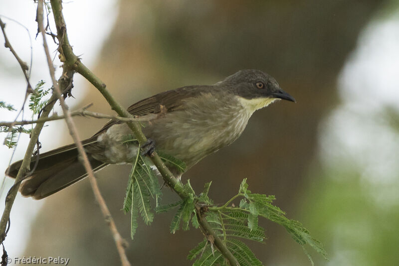 Bulbul d'Angolaadulte, identification