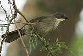 Bulbul d'Angola