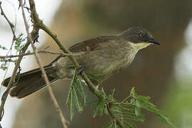 Pale-throated Greenbul