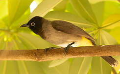 Bulbul d'Arabie