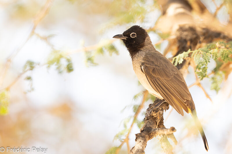 Bulbul d'Arabie