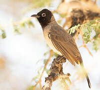 Bulbul d'Arabie