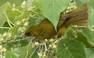 Bulbul d'Halmahera