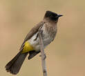 Bulbul tricolore