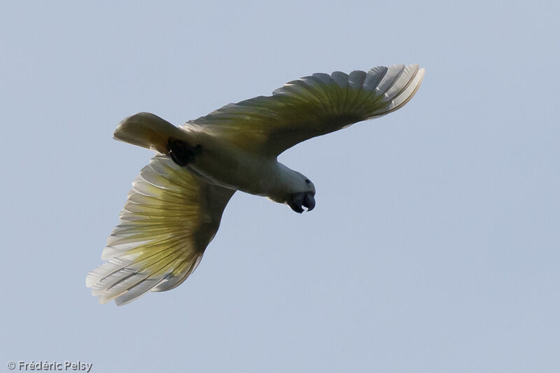 White Cockatoo, Flight