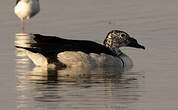 Canard à bosse