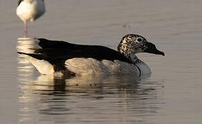 Knob-billed Duck