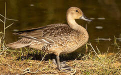 Canard pilet