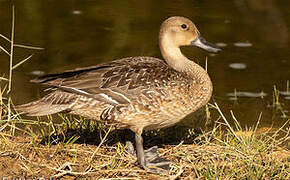 Northern Pintail