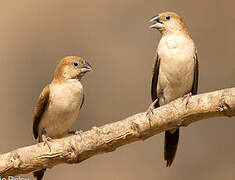 African Silverbill