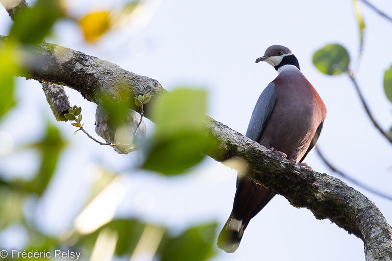 Collared Imperial Pigeon