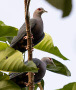 Pinon's Imperial Pigeon