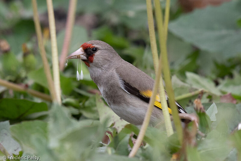 Chardonneret de l'Himalaya