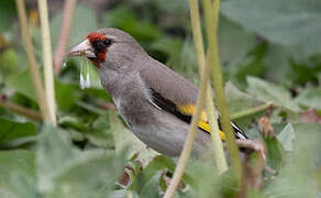 Grey-crowned Goldfinch