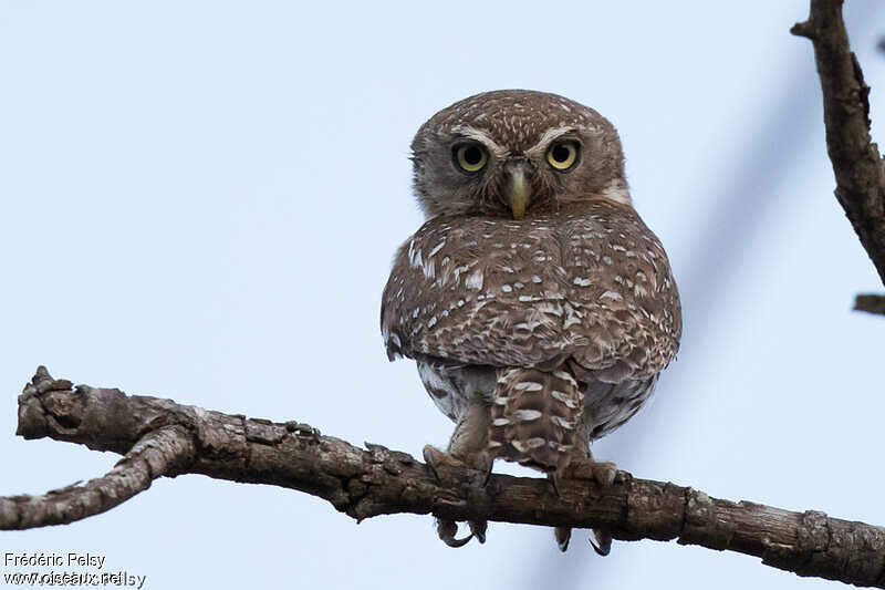 Pearl-spotted Owlet - Glaucidium perlatum adult - frpe212911