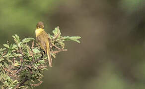 African Yellow Warbler