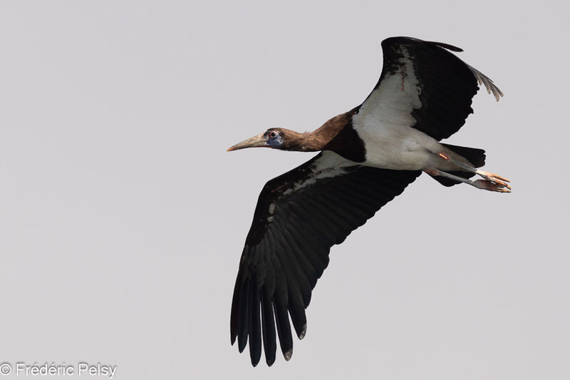 Cigogne d'Abdim, Vol