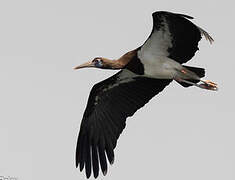 Abdim's Stork