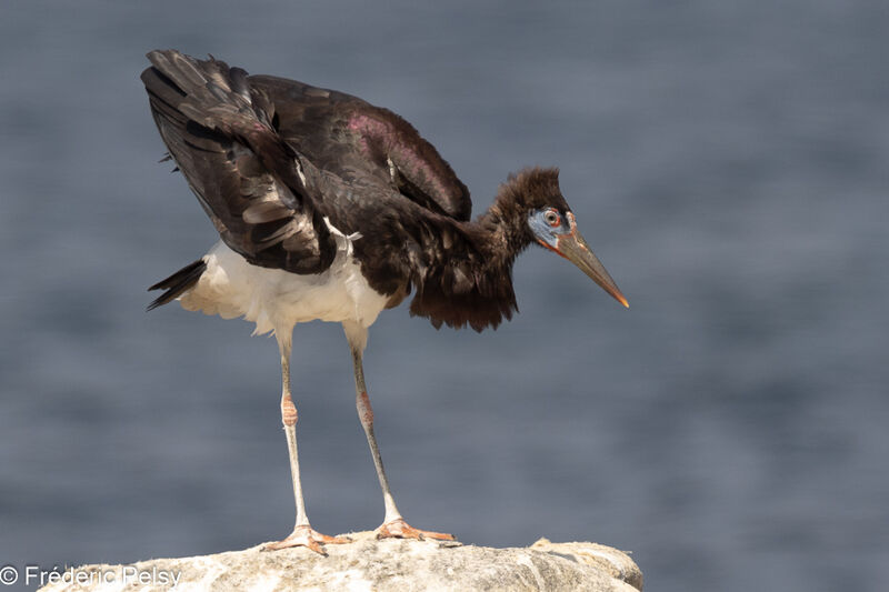 Abdim's Stork