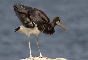 Cigogne d'Abdim