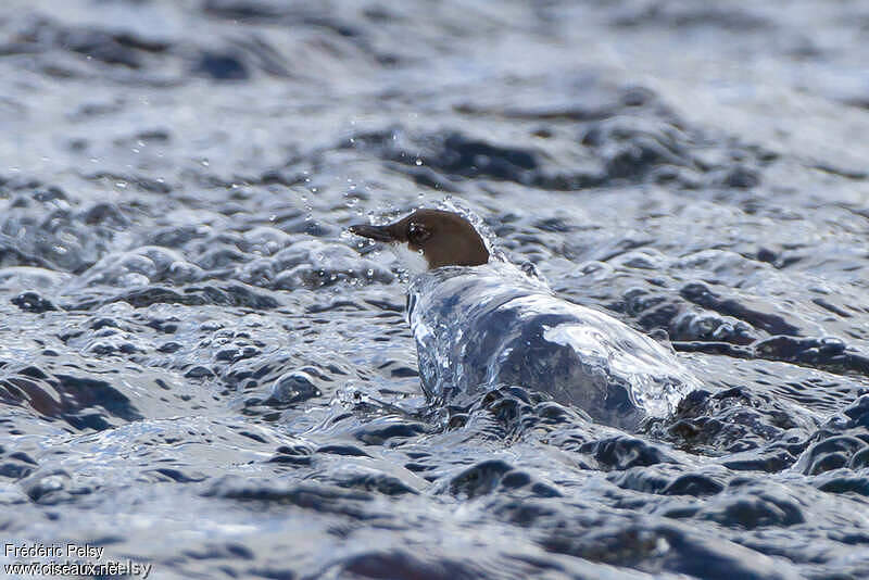 Картинка оляпка под водой