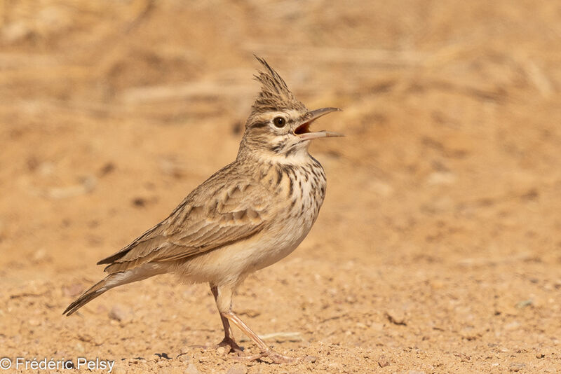 Crested Lark