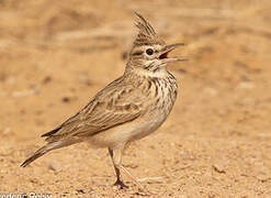 Crested Lark