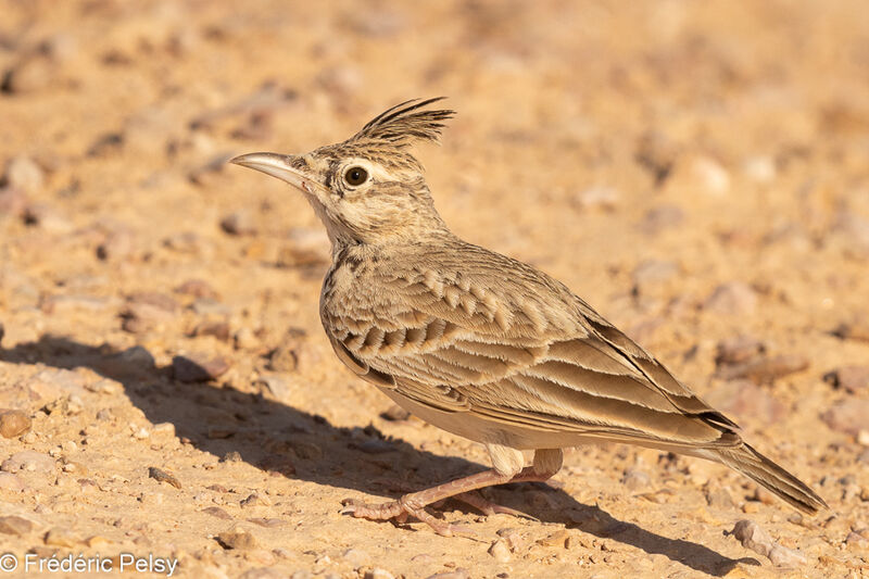 Crested Lark