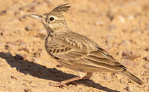 Crested Lark