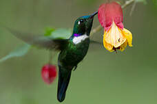 Colibri à collier blanc