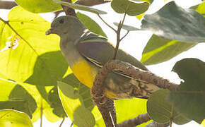 Bruce's Green Pigeon