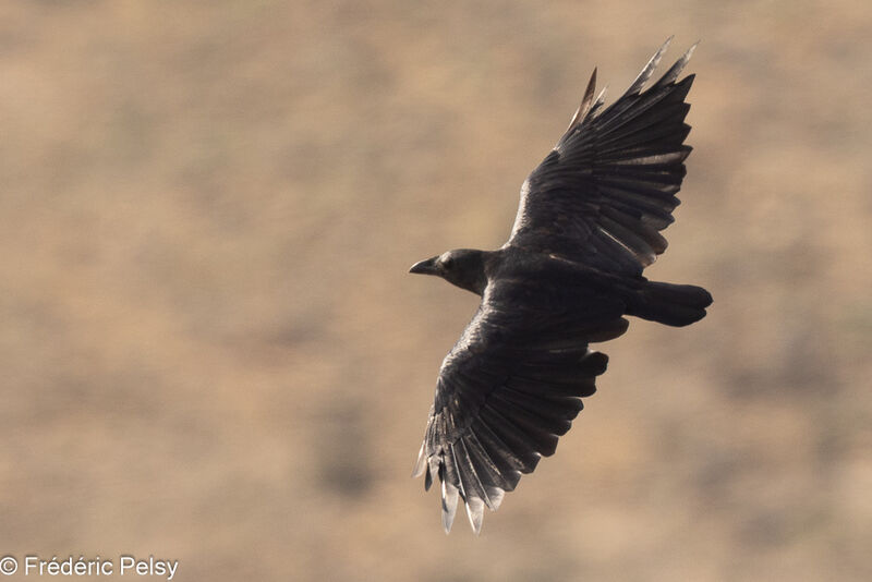 Fan-tailed Raven, Flight