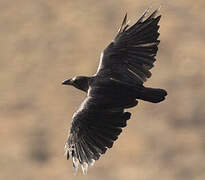 Fan-tailed Raven