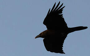 Brown-necked Raven