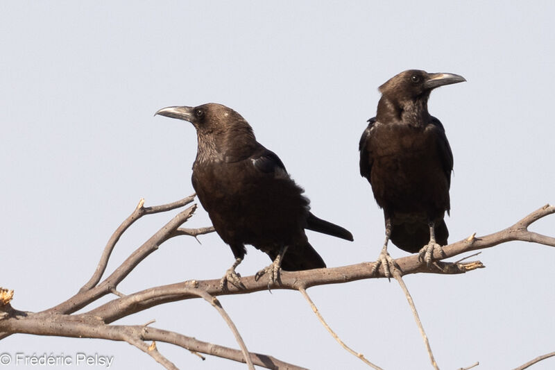 Brown-necked Ravenadult