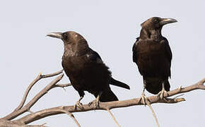 Brown-necked Raven