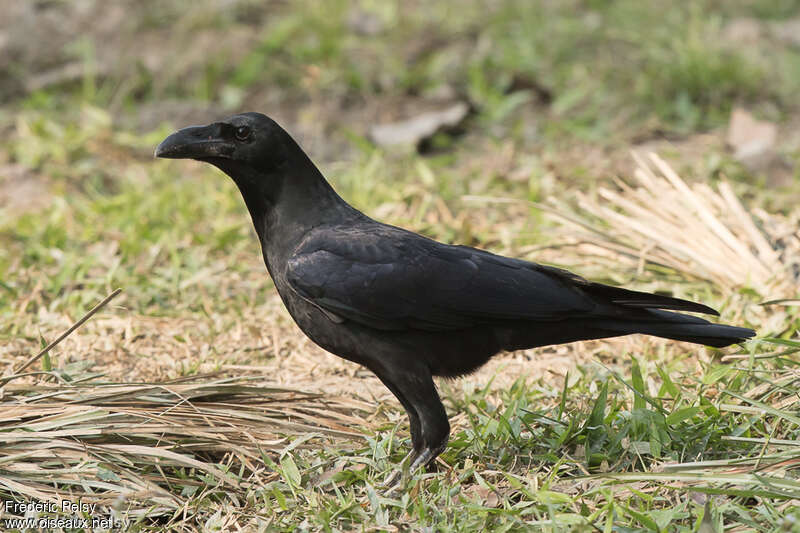 Eastern Jungle Crow
