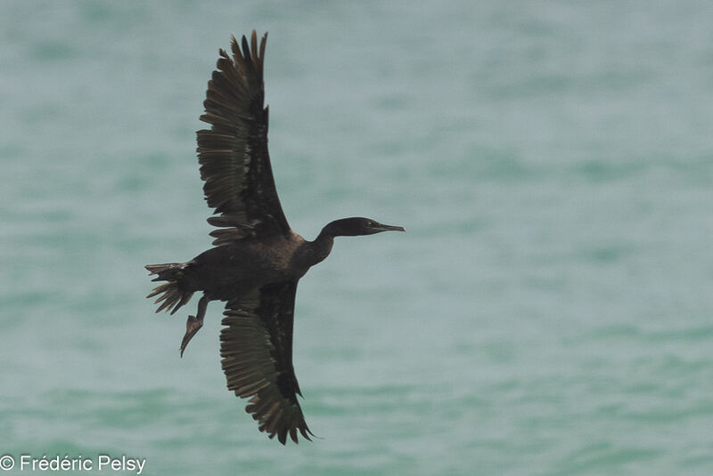 Socotra Cormorant, Flight