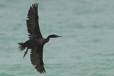 Cormoran de Socotra