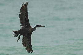 Socotra Cormorant