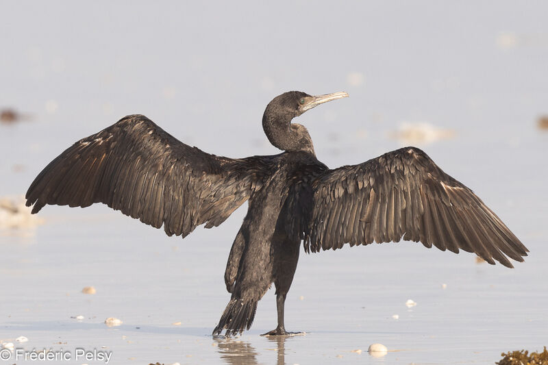 Socotra Cormorant